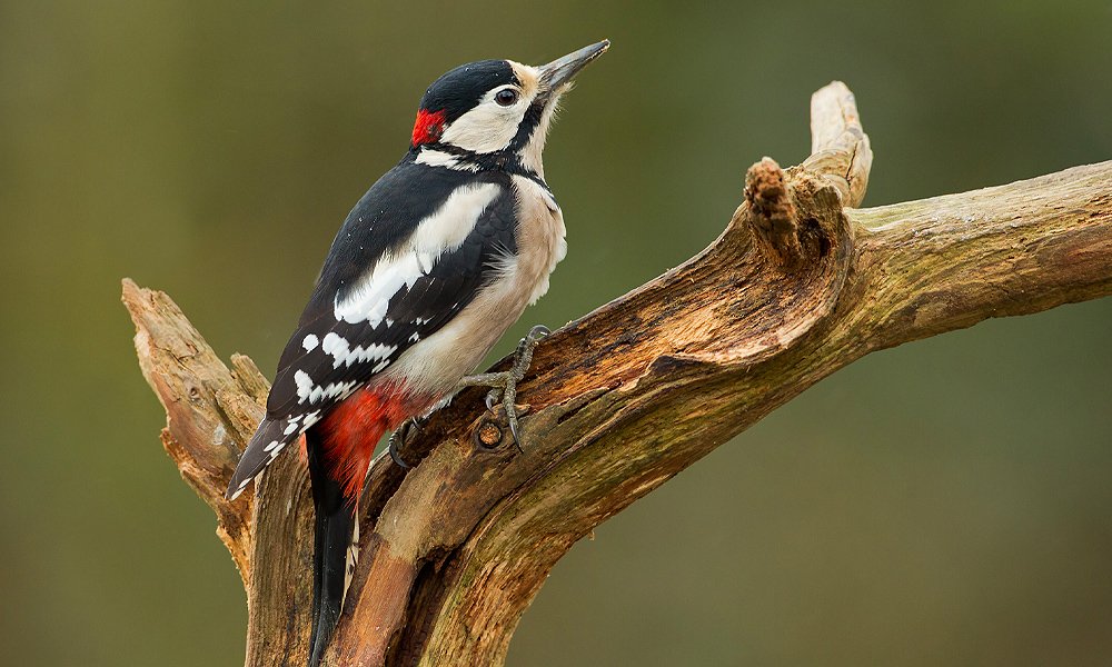 two woodpeckers