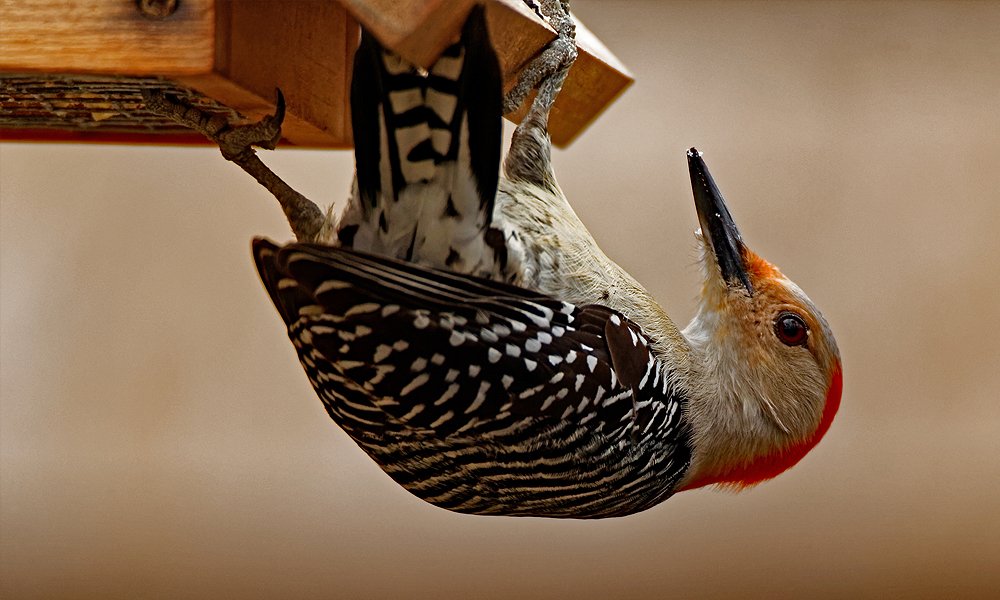 pájaro carpintero