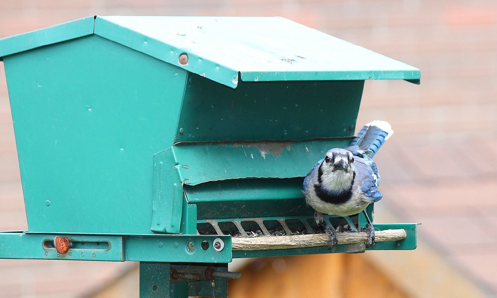 Nature's Ways: The Blue Jay — Our Largest, Regular Bird Feeder Guest