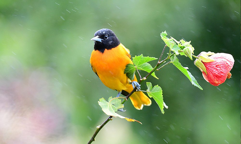 How to attract orioles –