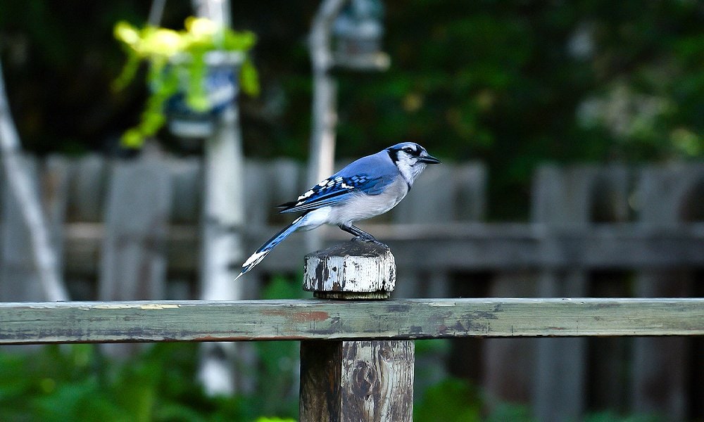 Blue Jays In My Backyard — In My Backyard