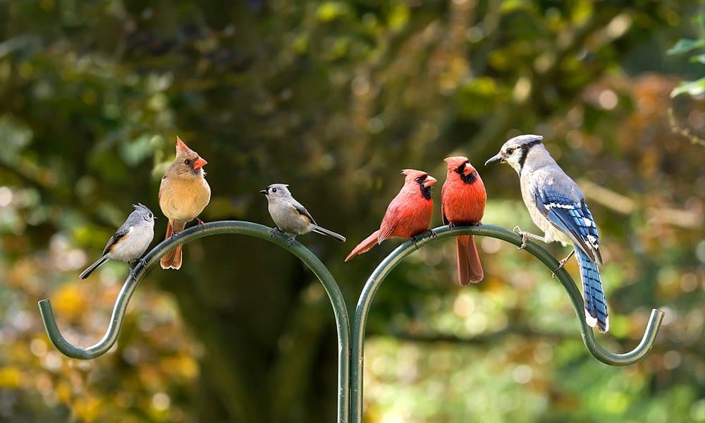 🔥 A Blue Jay and a Cardinal have a little confrontation. Both birds can be  found in North America. : r/NatureIsFuckingLit