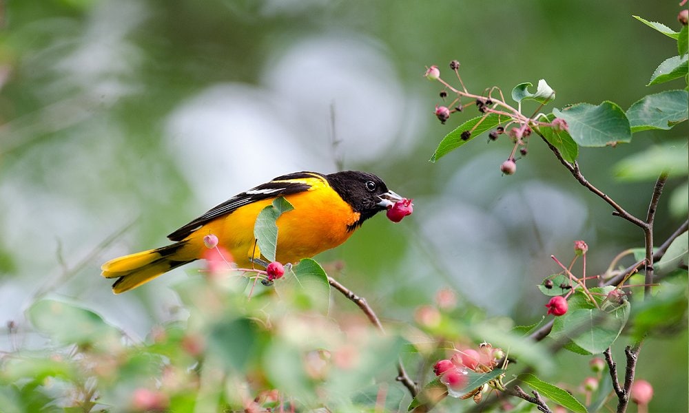 7 Natural Ways to Attract Orioles to Your Yard - PetHelpful