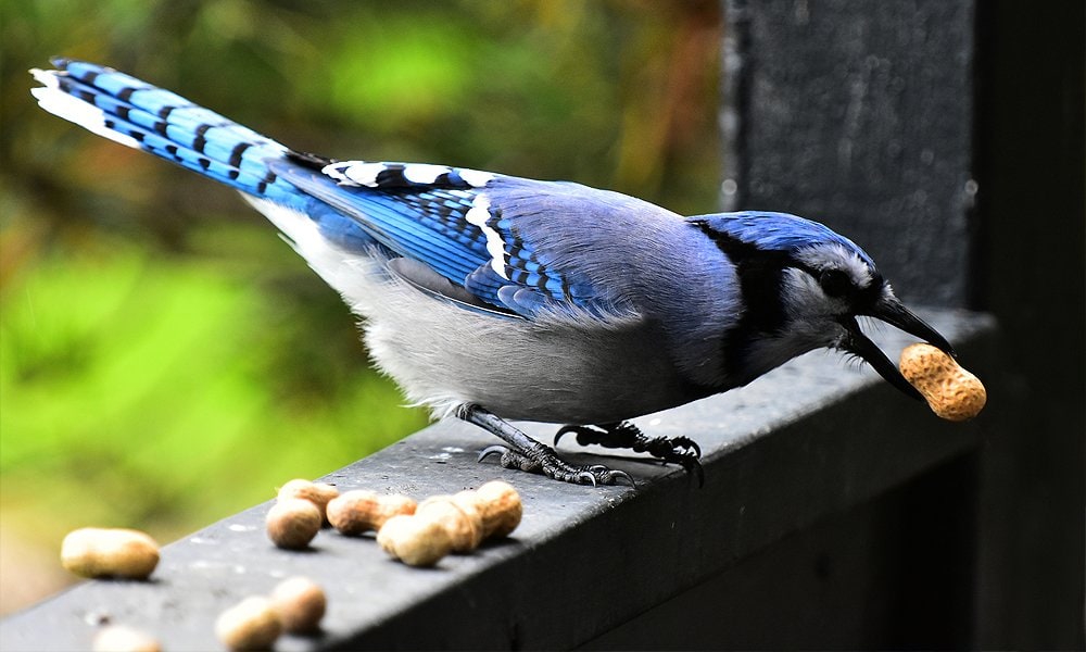 What Do Baby Blue Jays Eat? - Bird Feeder Hub