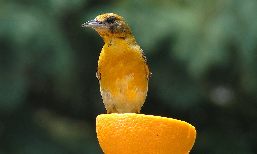 How to attract orioles –