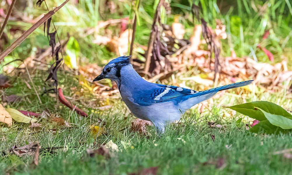 Blue Jays In My Backyard — In My Backyard