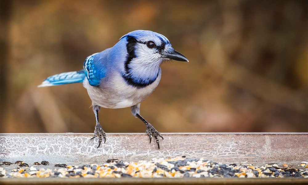 12 Tips On How To Attract Blue Jays To Your Yard 21 World Birds