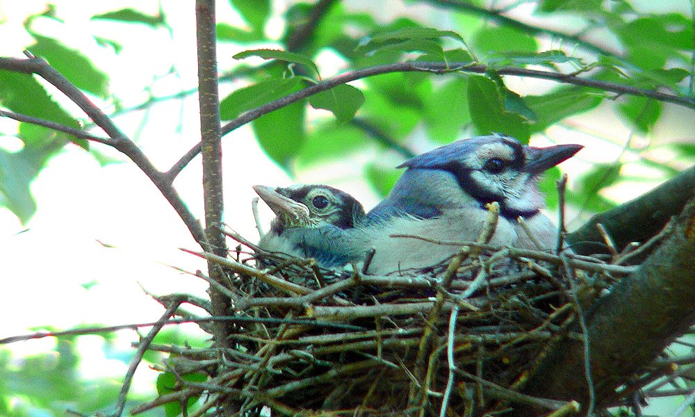 12 Tips On How To Attract Blue Jays To Your Yard 21 World Birds