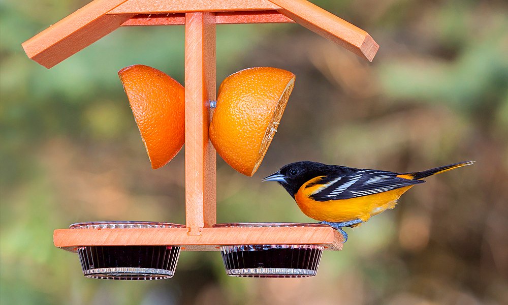 Attracting Baltimore orioles: Put a piece of orange and some jelly