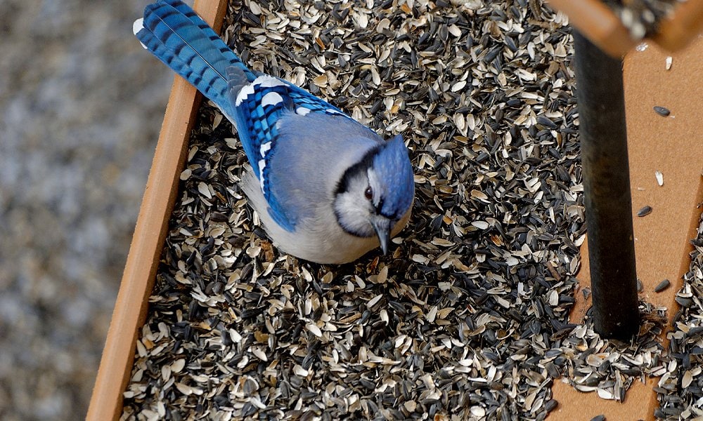 arrendajo azul