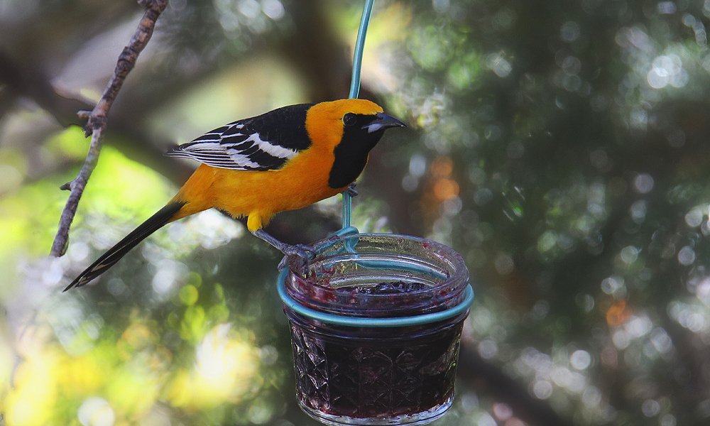 Make an Orange Feeder for Orioles