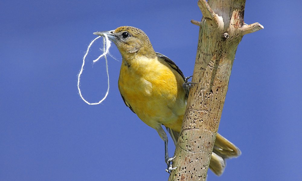 Column: Attracting the colorful hooded oriole to your yard - The