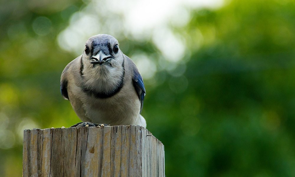 Rhapsodies in Blue: Blue Jays - All Seasons Wild Bird Store