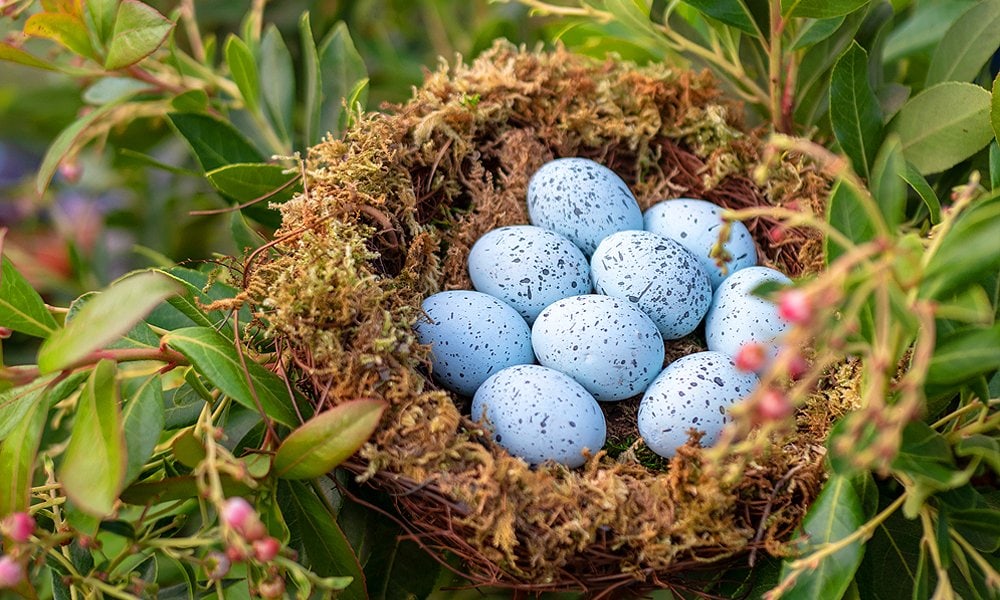 Nests & Eggs: Blue Jay