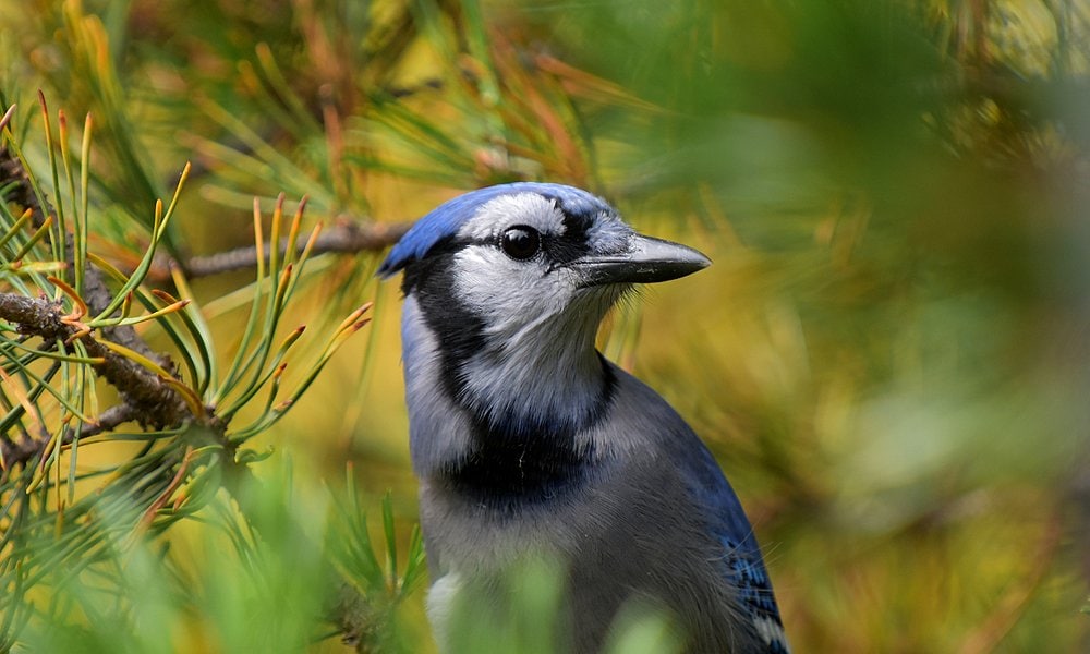 Blue Jays In My Backyard — In My Backyard