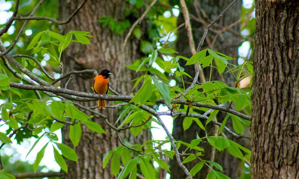 How to attract orioles –