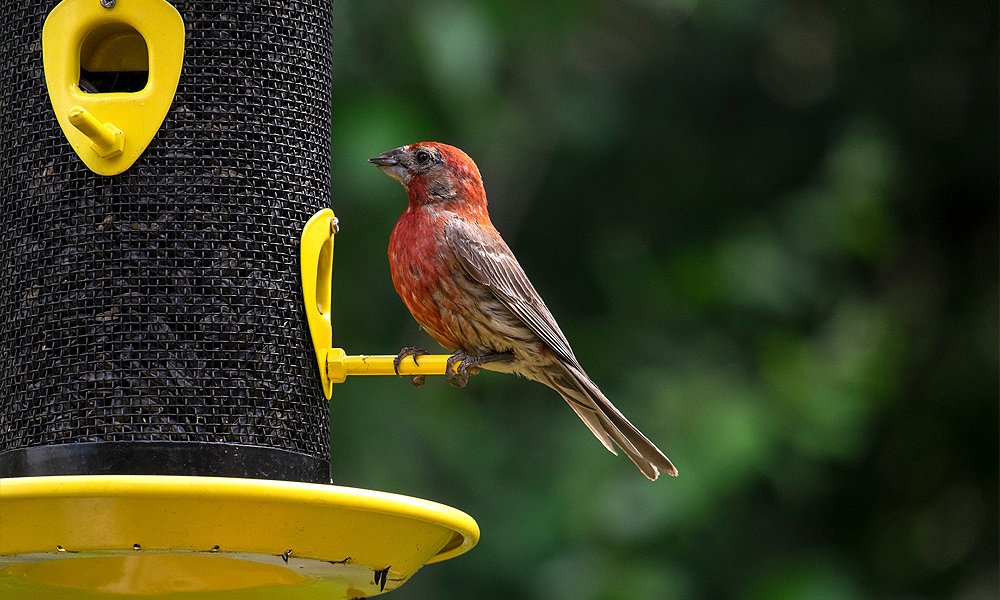 food to attract finches