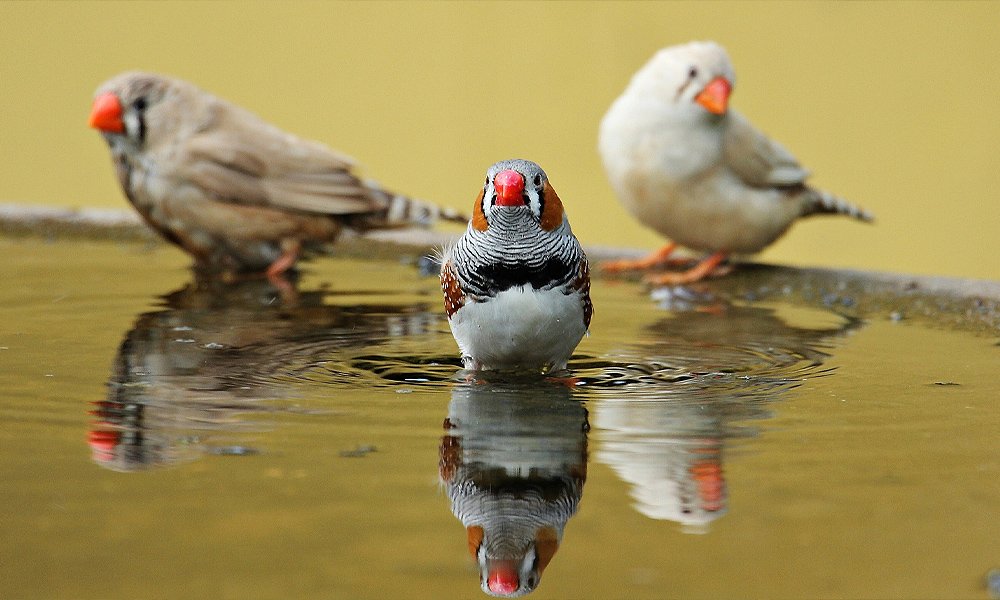 12 Tips on How to Keep Birds From Eating Grass Seed - World Birds