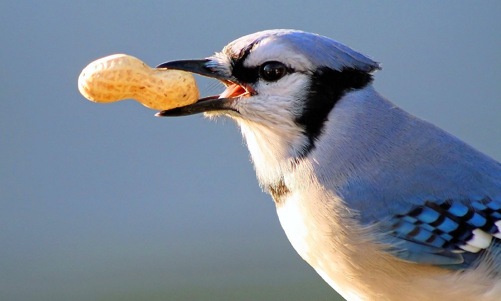 do birds like nuts