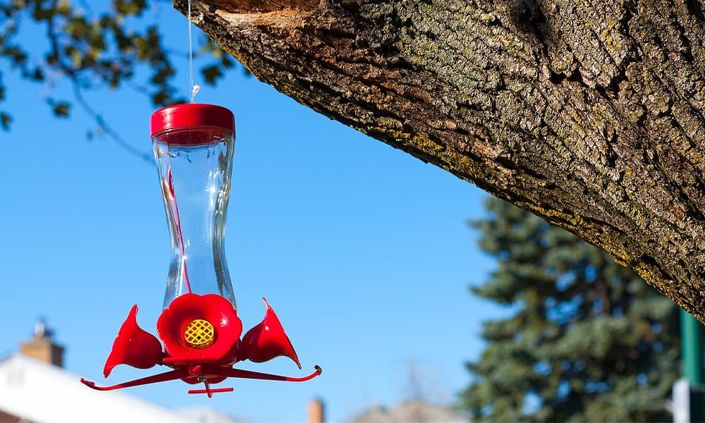 hummingbird feeder