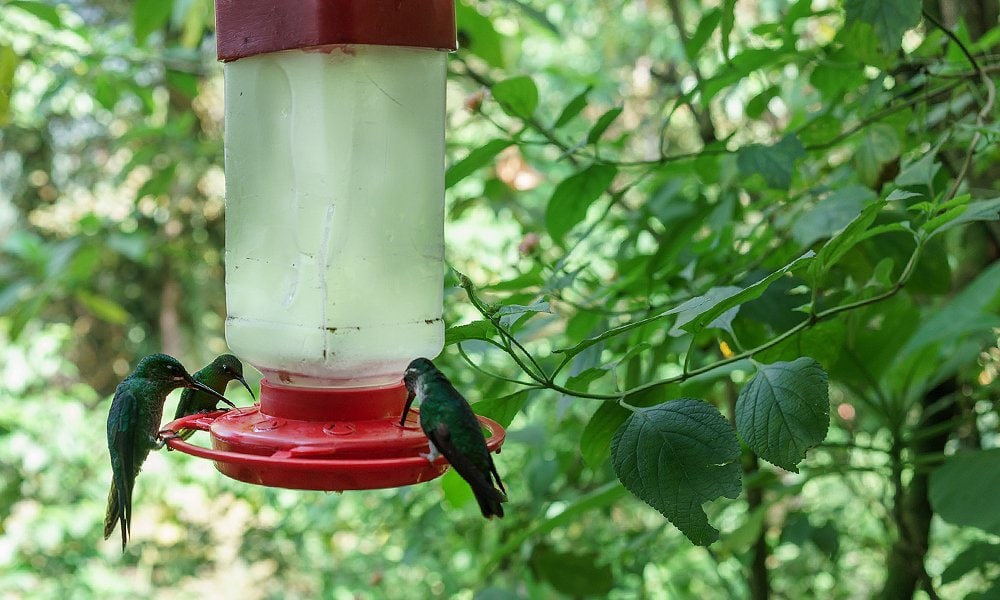 comedero para pájaros