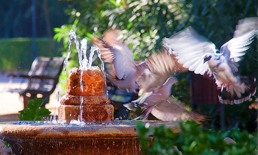 baño de pájaros