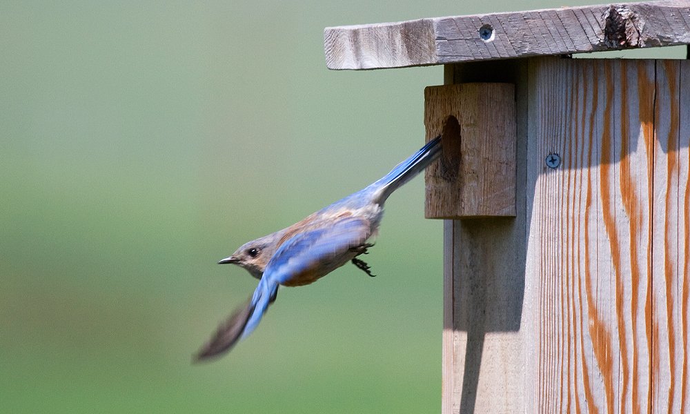 Building birds. Фотографии Скворцов йоу.