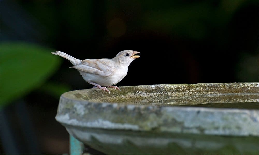 bird bath