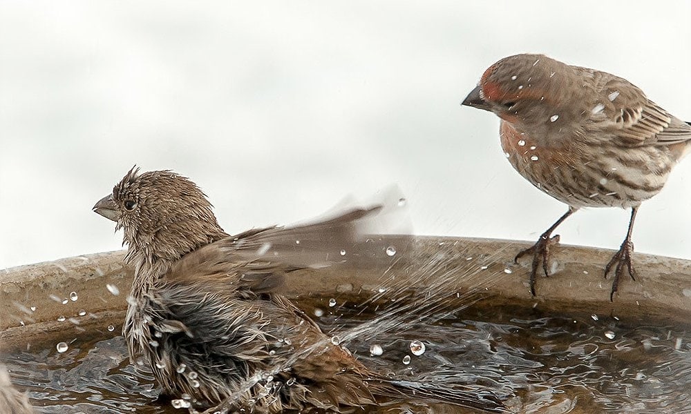 bird bath