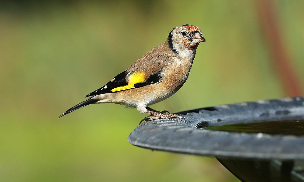 bird bath