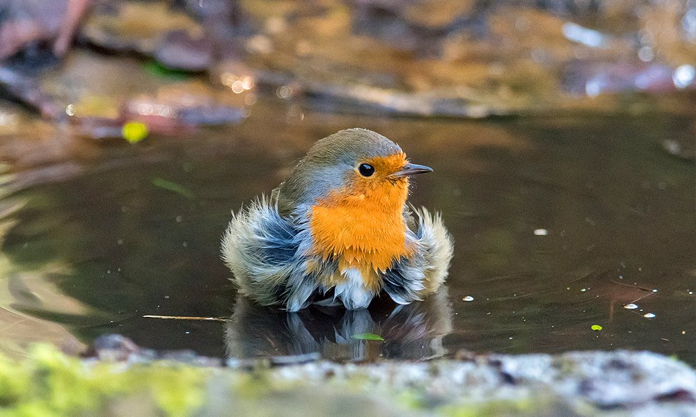 bird bath