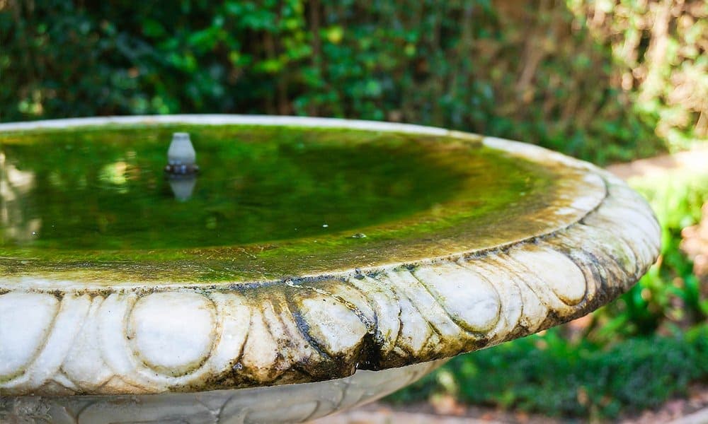 baño de pájaros