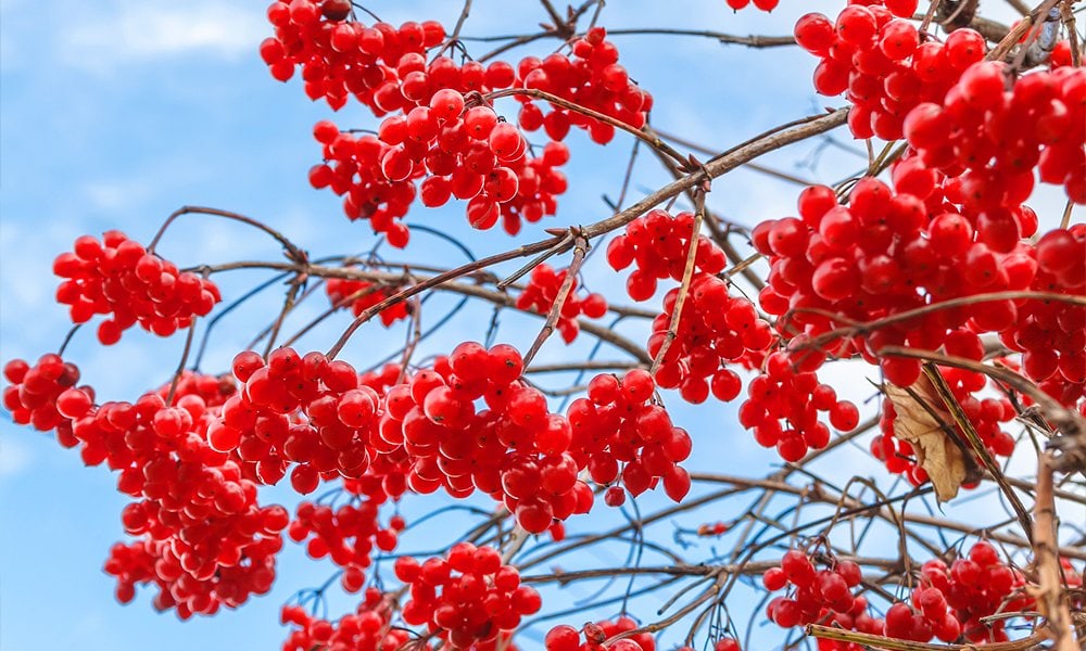 berries