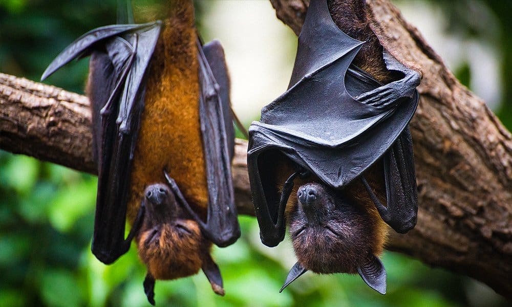 11 Tips on How to Attract Bats to Your Yard (2024) World Birds