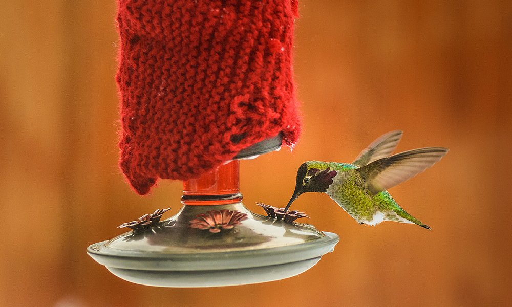 hummingbird feeder