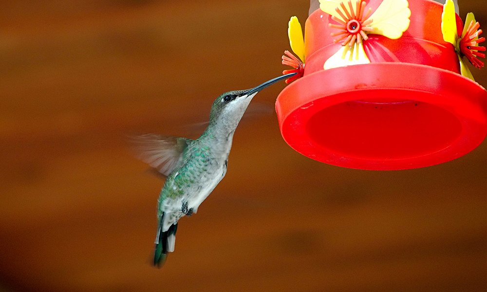hummingbird feeder