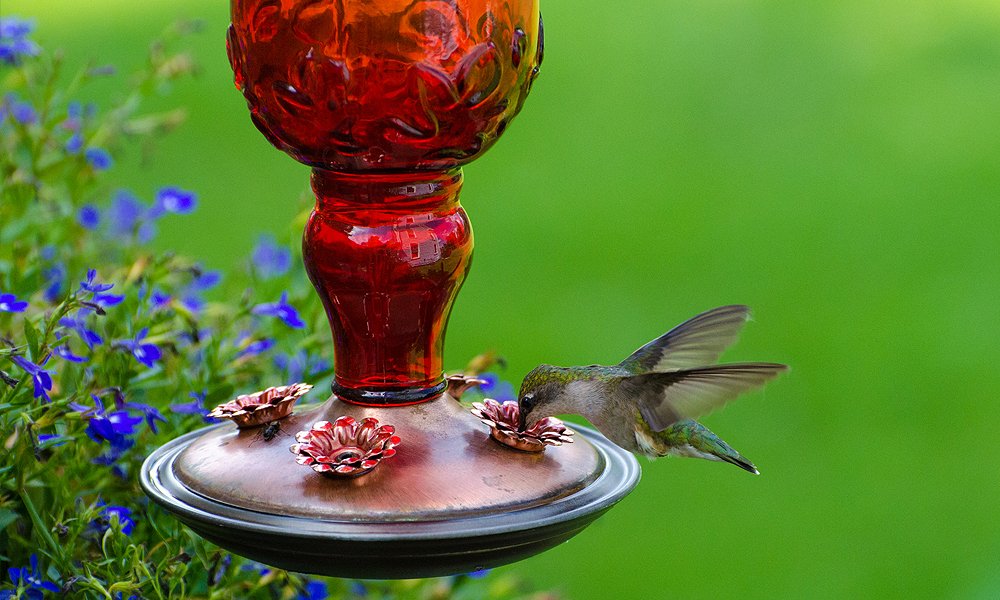 comedero para colibríes