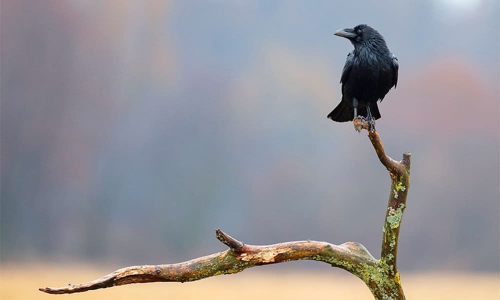 12 Tips on How to Attract Crows to Your Yard (2022)