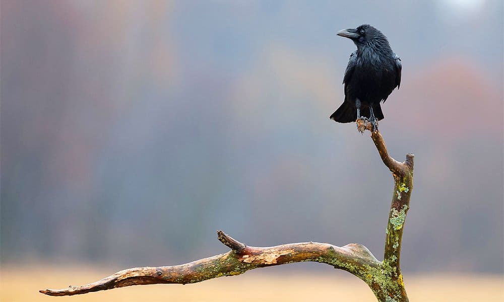 How to Identify a Raven From A Crow — Kalkaska Conservation District