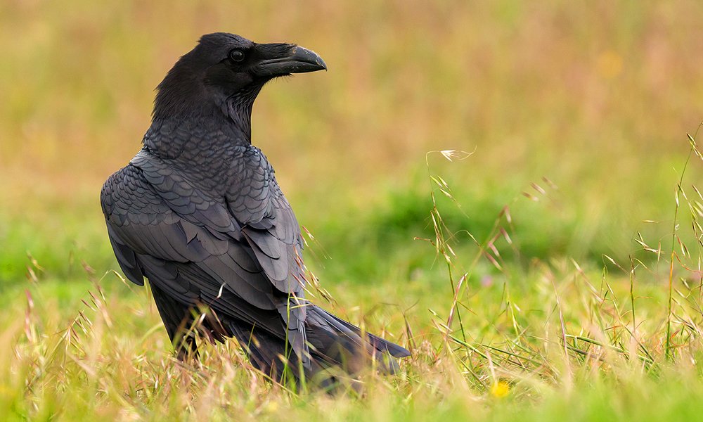 crow