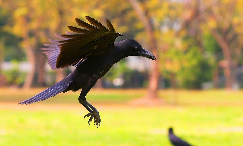 native american crow symbol