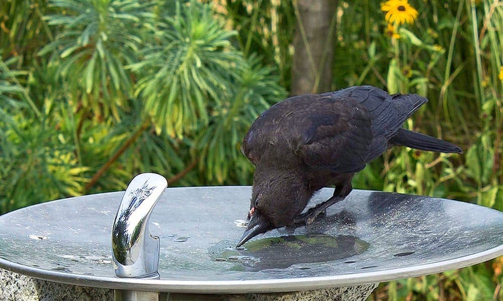 crow bird feeder