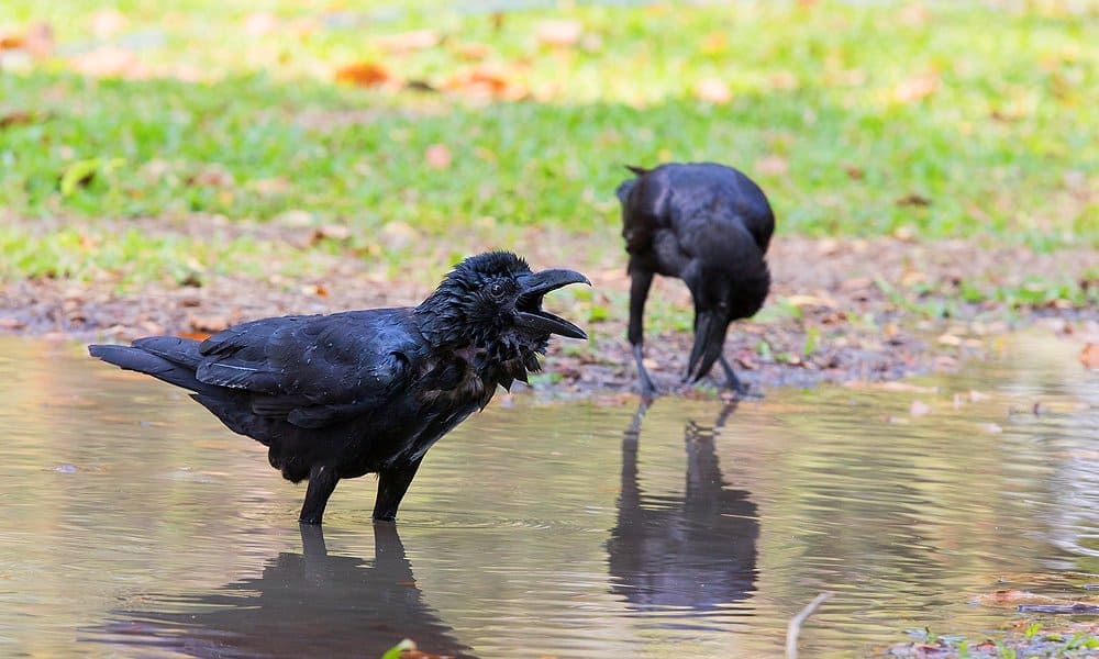 feeding crows in winter