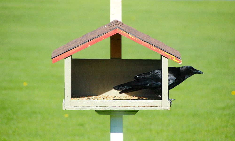 crow bird feeder