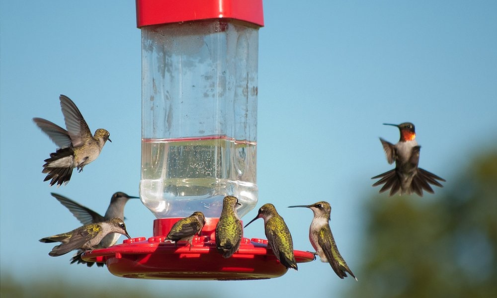 hummingbird feeder