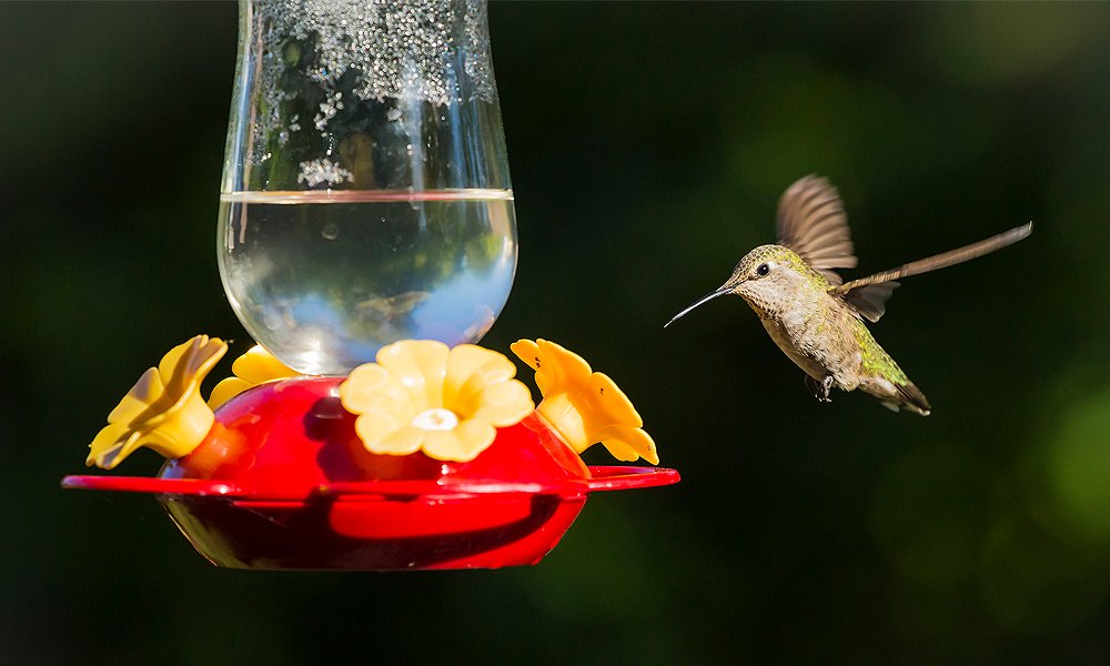 comedero para colibríes