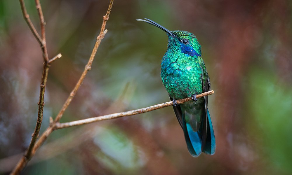 colibrí