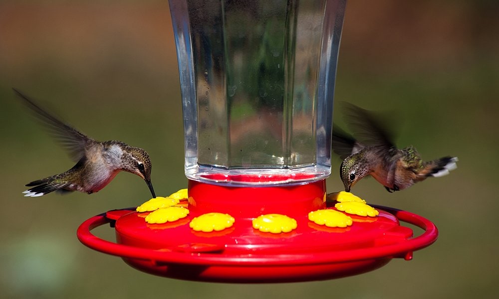 comedero para colibríes