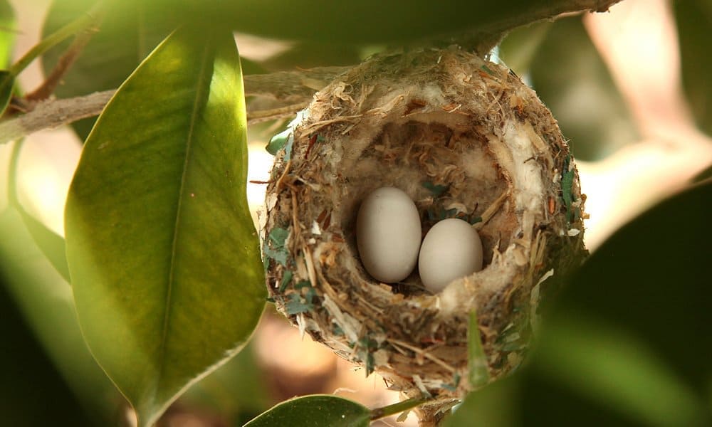 bird eggs