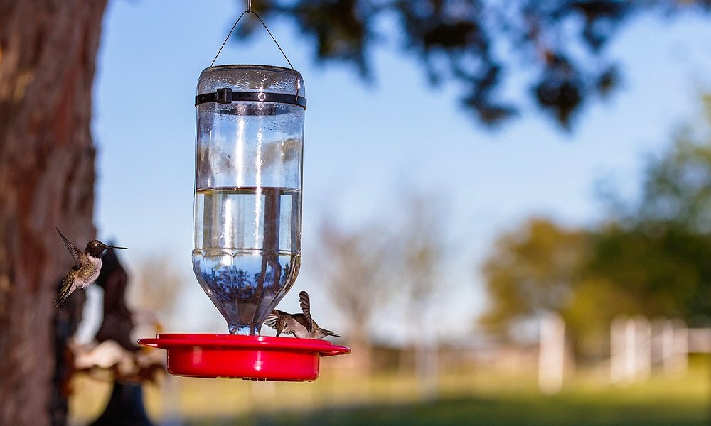 comedero para colibríes